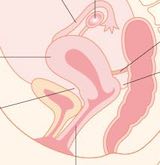 子宮内膜を厚くするツボ